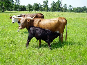 3brownblackcows.jpg