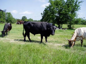 blackcow.jpg