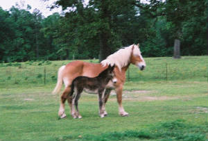 colthorse.jpg