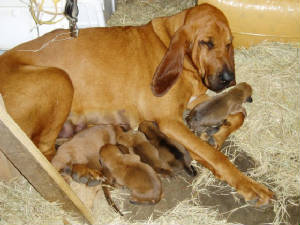pupsucking.jpg