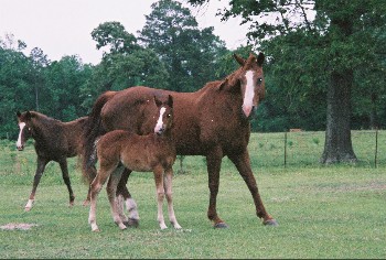 3darkhorses.jpg
