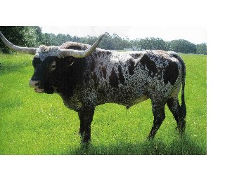 bigbigbull.jpg