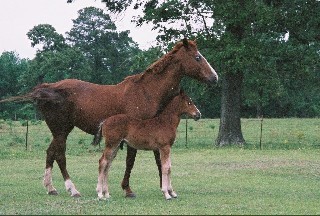brownhorsecolt.jpg