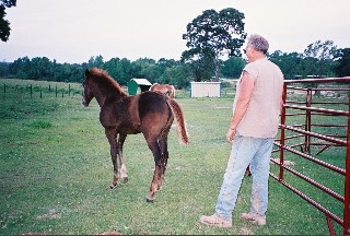 draycolt.jpg