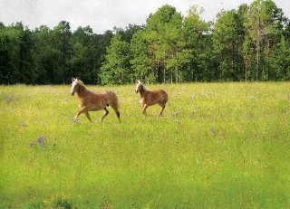 gallopingthrufield.jpg