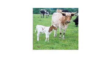 grazing.jpg