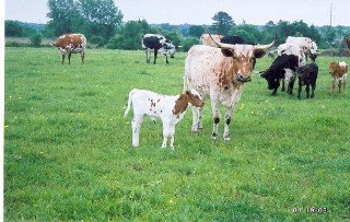 grazingcattle.jpg