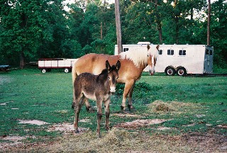horseandmulecolt.jpg