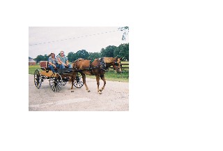 horsepullingbuggy.jpg