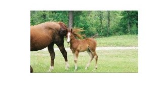 newbabycolt.jpg