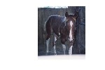 purtypony.jpg