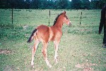 shinycolt.jpg