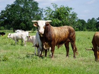 shorthorn.jpg
